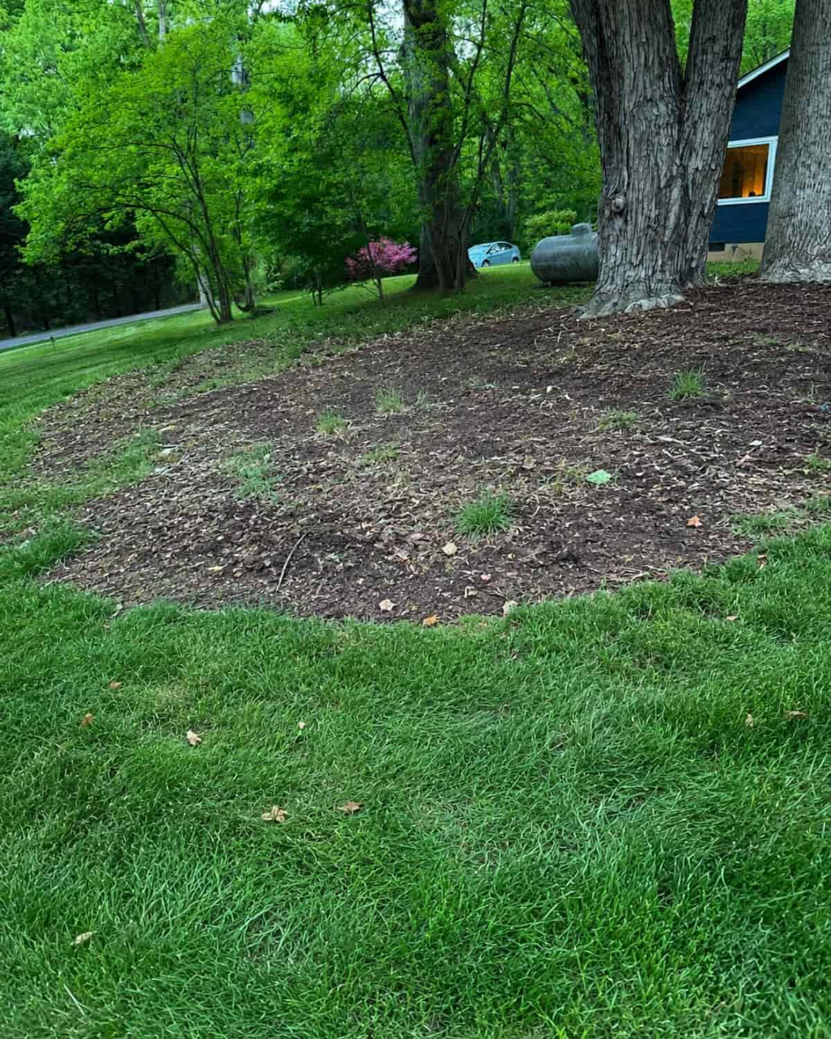 Before mulching around tree Asheville NC
